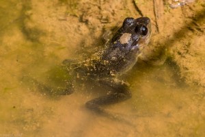 20150528-30 MCCSC Halls FFC-2