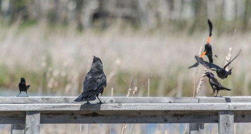 20150605-07 Festival of Nature and Moose-113