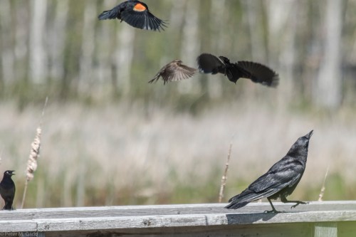 20150605-07 Festival of Nature and Moose-116