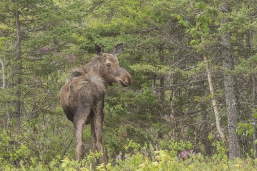 20150605-07 Festival of Nature and Moose-139