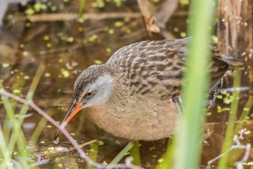 20150605-07 Festival of Nature and Moose-71