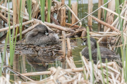 20150605-07 Festival of Nature and Moose-80