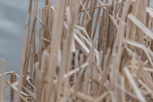 20150605-07 Festival of Nature and Moose-84