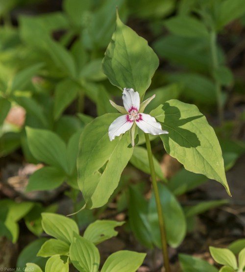 20150605-07 Festival of Nature and Moose-86