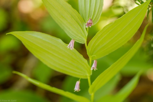 20150606 Plants of Breau Creek - Acadian Forest-12 copy