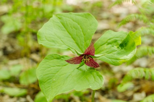 20150606 Plants of Breau Creek - Acadian Forest-27 copy