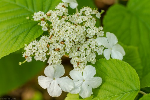 20150606 Plants of Breau Creek - Acadian Forest-5 copy