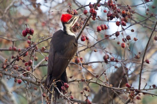 Female Pileated Woodpecker