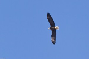 Eagle 1