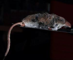 Masked Shrew 5