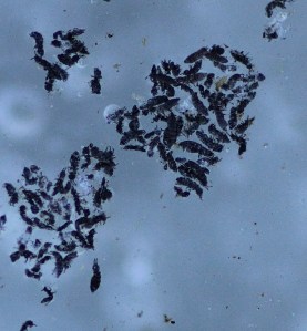 Springtails, Redmondville 1