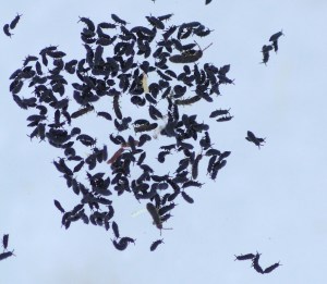 Springtails, Redmondville 3