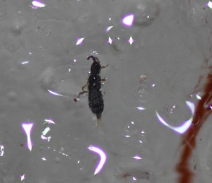 Springtails, Redmondville 4