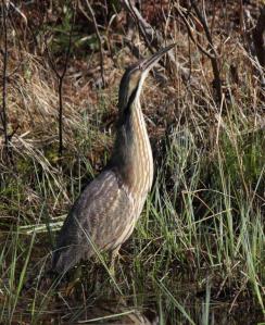 American Bittern 1