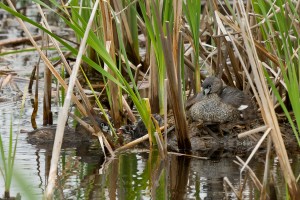 20120606 MM Pied-billed Grebes