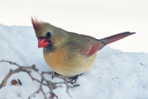 Northern Cardinal (female)