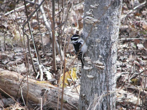 hairy woodpecker