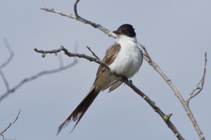 20130516 MM Fork-tailed Flycatcher-34
