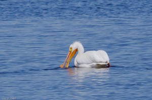 20130622 American White Pelican, Tabusintac NB 4-70