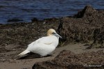 Northern Gannet 1