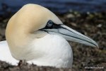 Northern Gannet