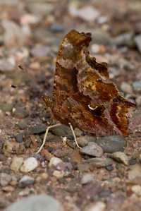 20130904 Oromocto Eastern Comma (2)