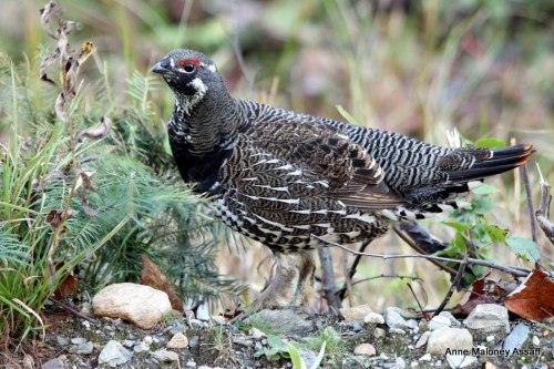 Spruce Grouse