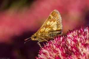 Peck's Skipper