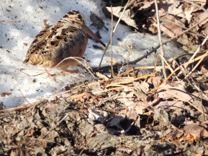 American Woodcock in Neguac 2, photo by Aldo Dorio, Apr 14, 2015.039