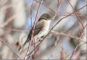 Eastern Phoebe Jim Saunders
