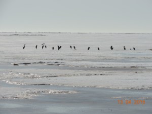 Great Blue Herons on saltmarsh at Hay Island, photo by Aldo Dorio, Apr 13, 2015,016,jpg