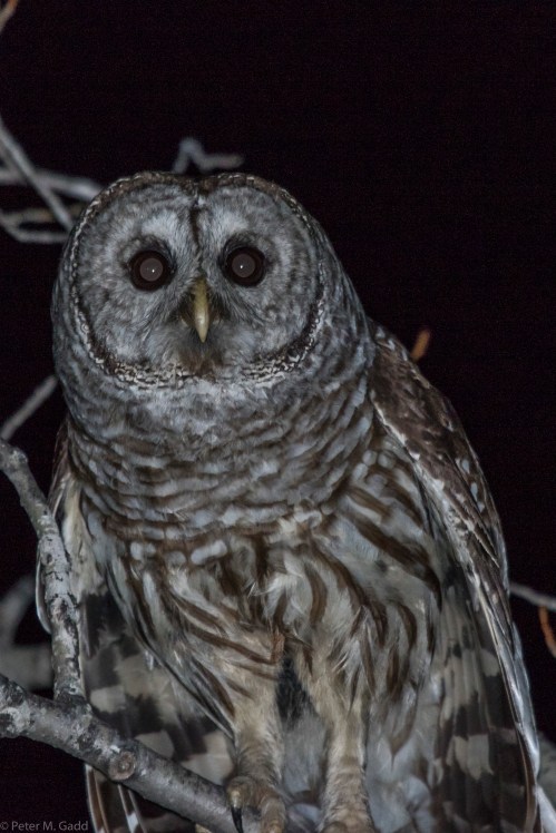 20150402 Barred Owl Rte 435
