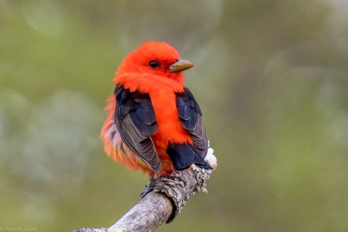 20170523 Scarlet Tanager, Miramichi Marsh-32